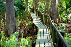 Highlands Hammock State Park